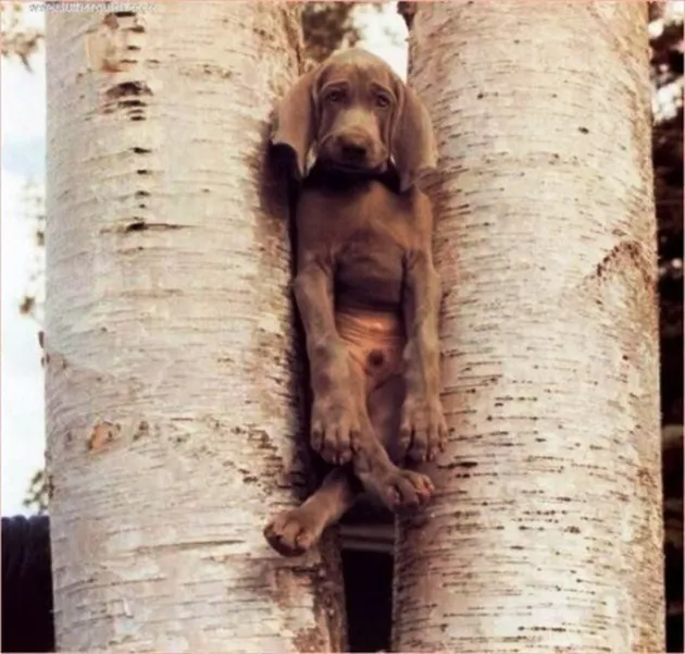 Anjing-Anjing Paling Menyesal di Dunia