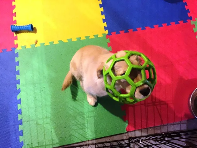 Anjing-Anjing Paling Menyesal di Dunia