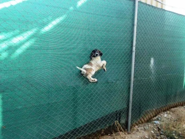 Anjing-Anjing Paling Menyesal di Dunia