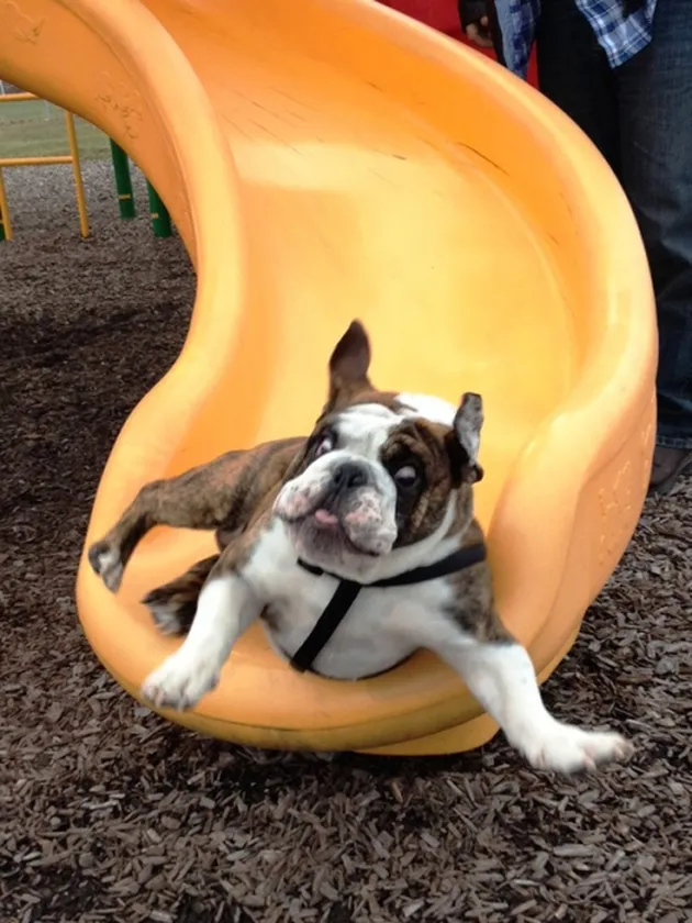 Anjing-Anjing Paling Menyesal di Dunia