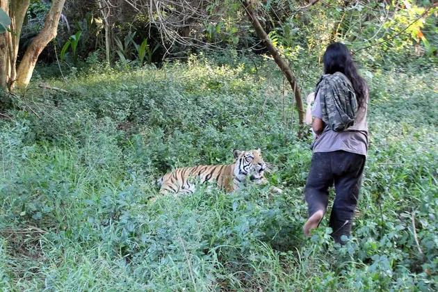 Abdullah Sholeh dan Harimau Benggala