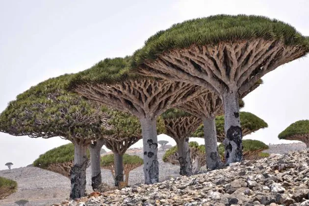 Tempat Mirip JURASSIC WORLD