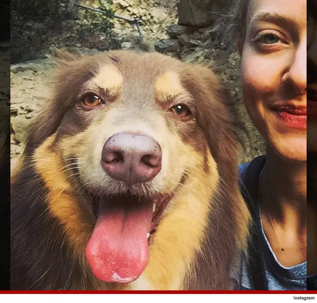 Anjing Selebritis