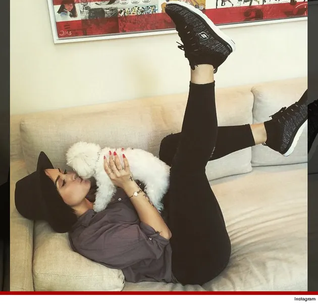 Anjing Selebritis