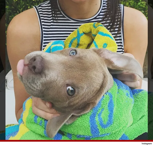 Anjing Selebritis