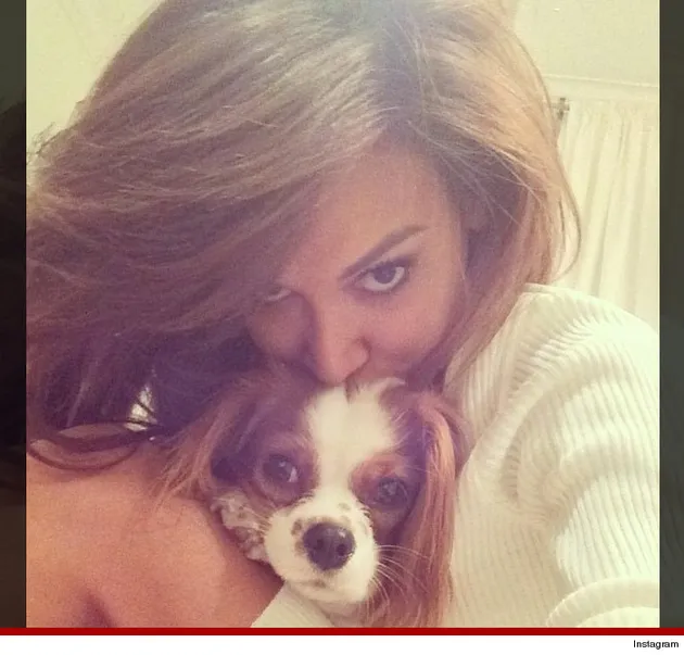 Anjing Selebritis