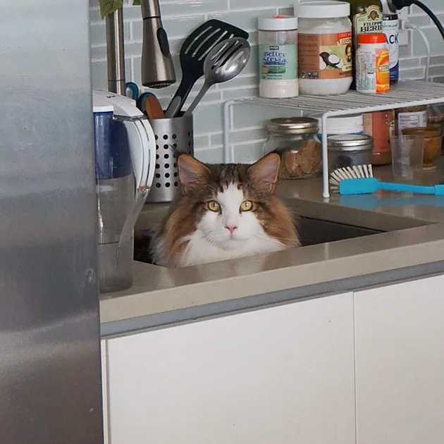 Samson si kucing gendut