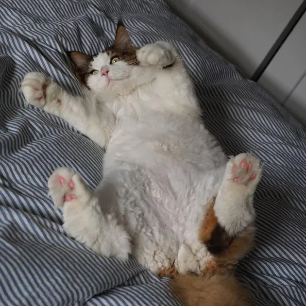 Samson si kucing gendut