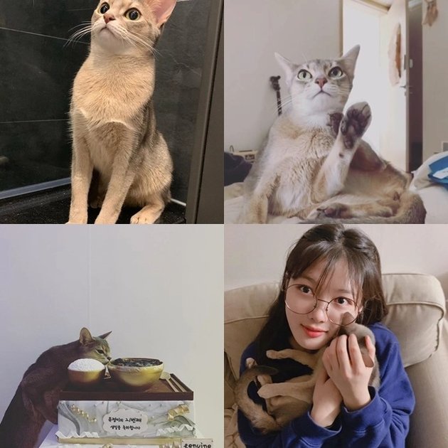 Not Only Super Beautiful, These 6 Korean Actresses Are Also Cat Lovers: From Lee Sun Kyung to Park Shin Hye
