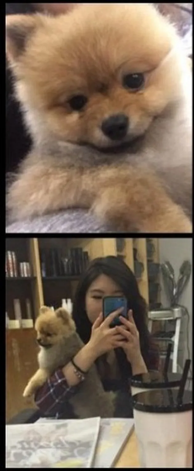 Penjual daging cantik Taiwan