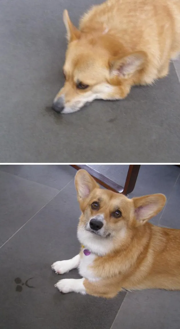 Corgi