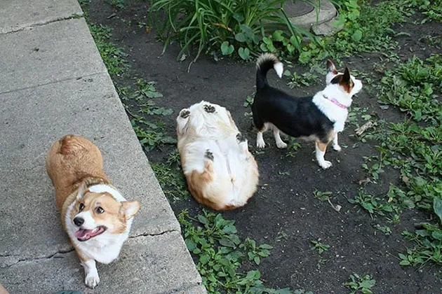 Corgi
