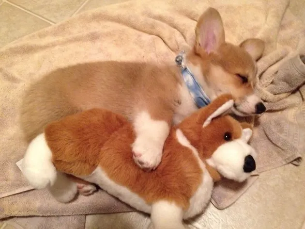 Corgi