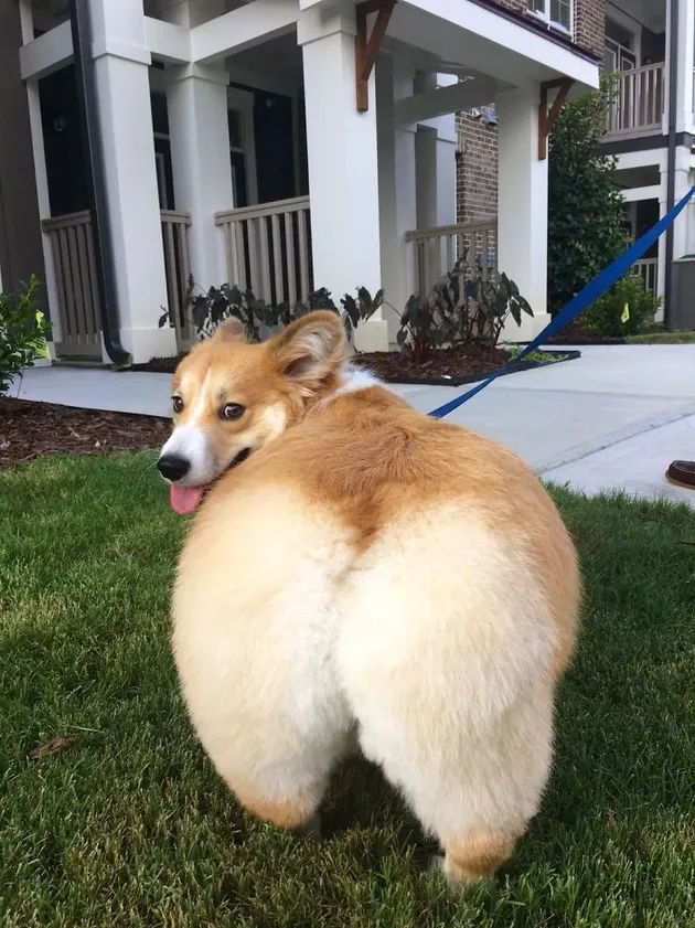 Corgi