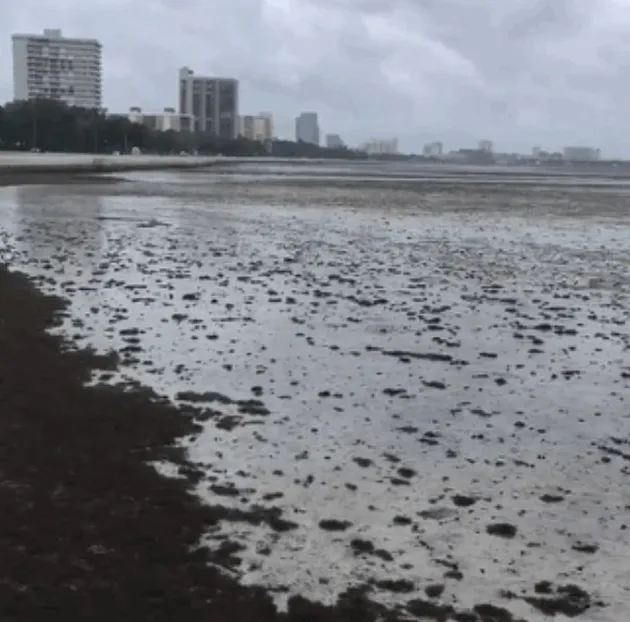 badai irma, hurricane irma, dampak badai irma, dampak hurricane irma