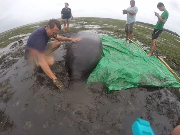 badai irma, hurricane irma, dampak badai irma, dampak hurricane irma