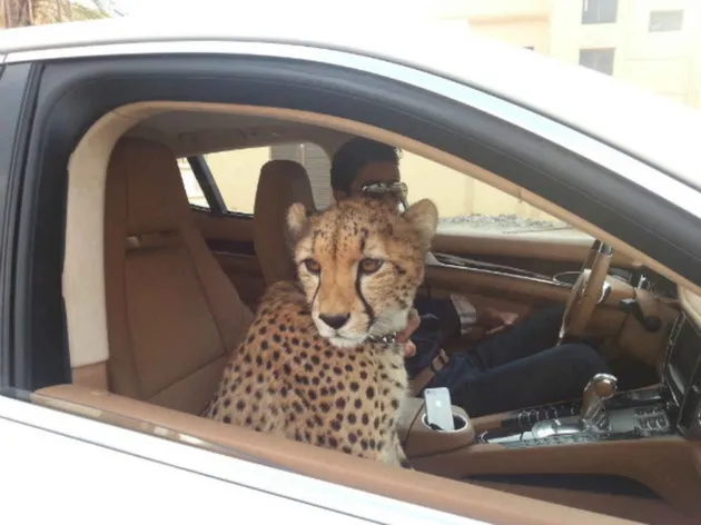 dubai, kota dubai, foto dubai, pergi ke dubai