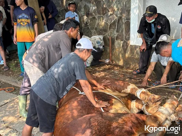 Sapi Kurban Dewi Perssik