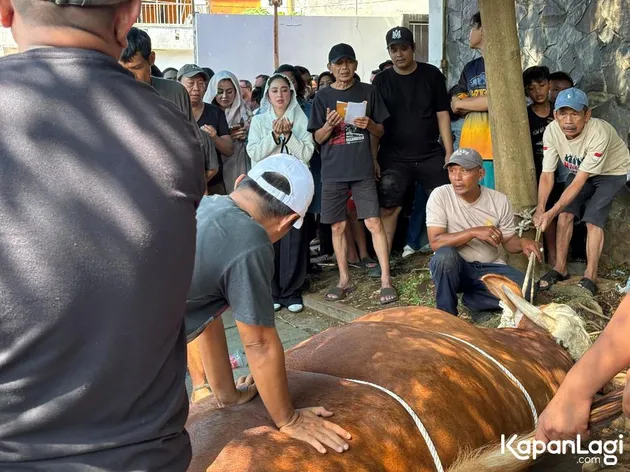 Dewi Perssik Melihat Sapi 1,3 Ton
