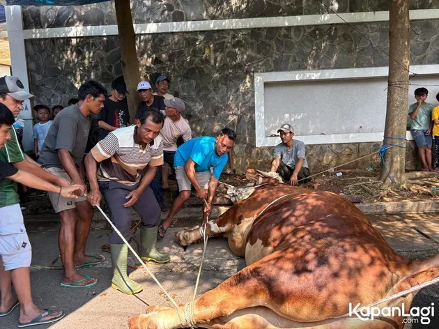 Sapi 1,3 Ton Milik Dewi Perssik