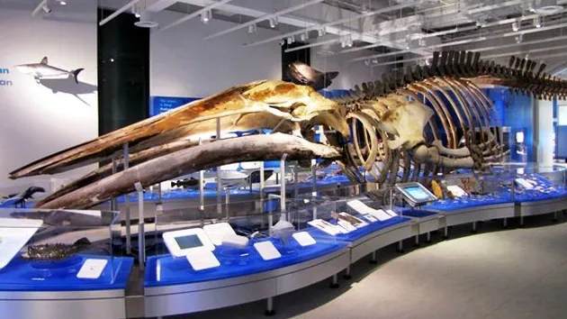 fakta seru dari Bumi