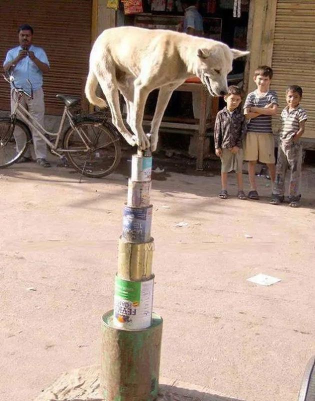 foto-foto hal gila di India