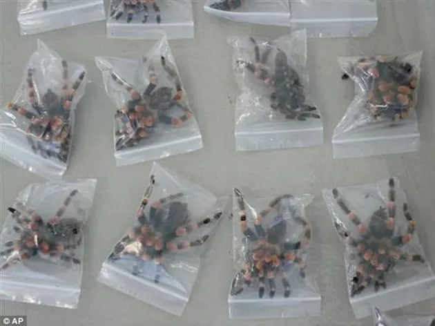 barang selundupan, foto unik, kumpulan barang yang diselundupkan