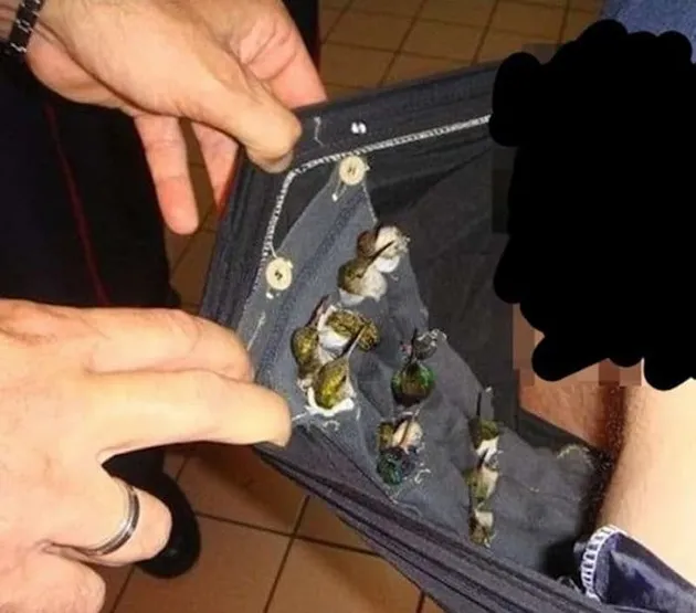barang selundupan, foto unik, kumpulan barang yang diselundupkan