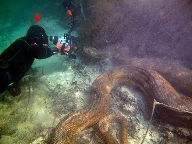 hal mengerikan di laut, foto unik, foto mengerikan