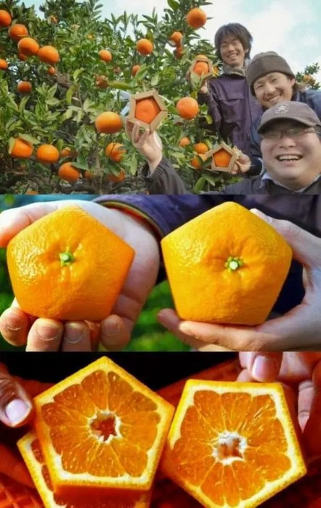 hal unik, hal unik di jepang, hal unik di dunia, hal unik di asia