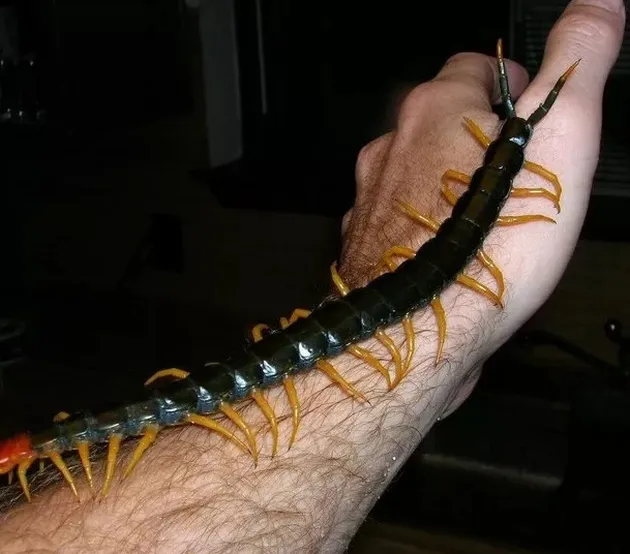 hewan menjijikkan, foto unik, foto aneh, foto lucu