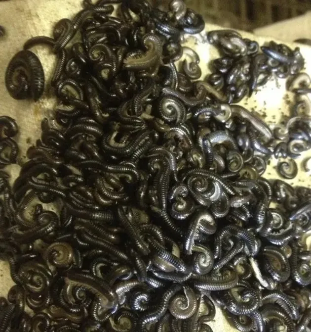 hewan menjijikkan, foto unik, foto aneh, foto lucu