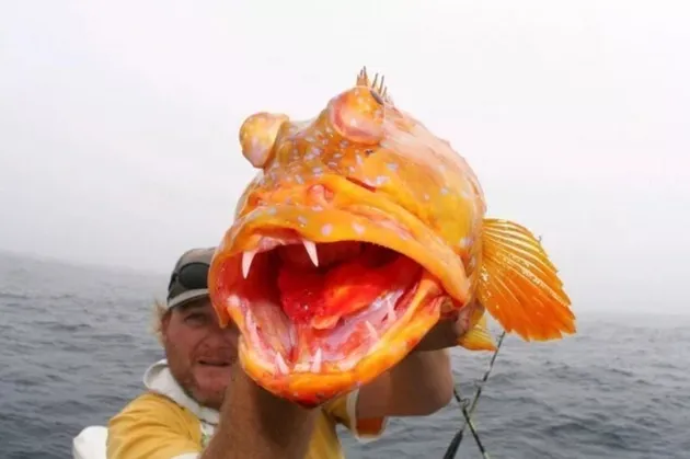 hewan menjijikkan, foto unik, foto aneh, foto lucu