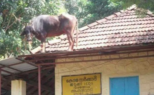 hal unik, hal unik di dunia, hal unik di india
