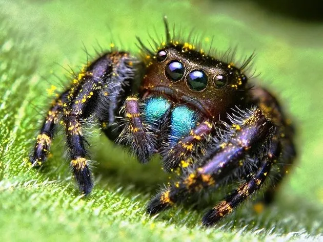 benda-benda mengerikan di tubuh manusia