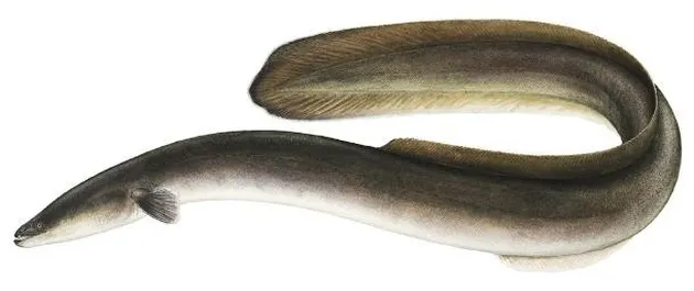 benda-benda mengerikan di tubuh manusia