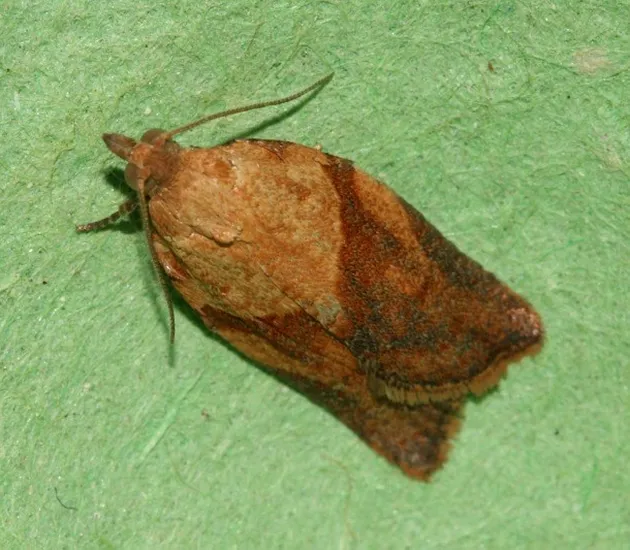 benda-benda mengerikan di tubuh manusia