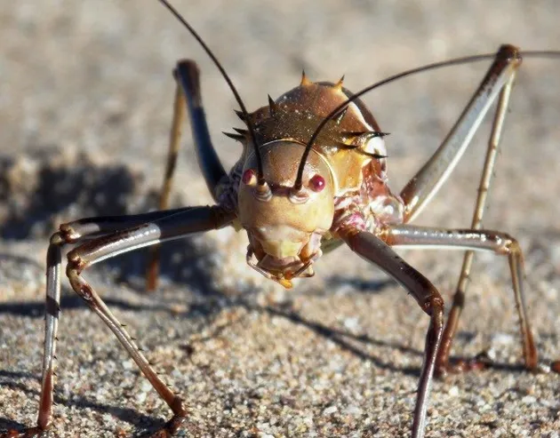 benda-benda mengerikan di tubuh manusia
