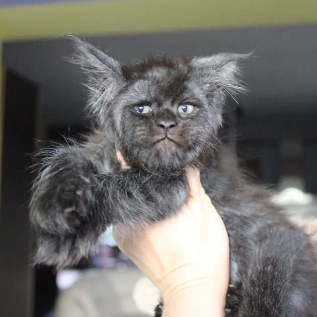Kucing Seperti Manusia