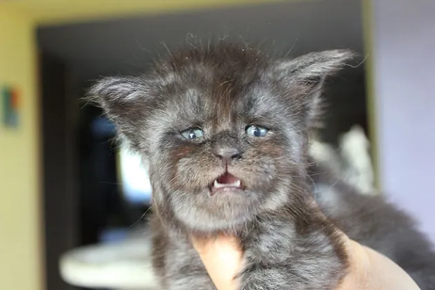 Kucing Seperti Manusia