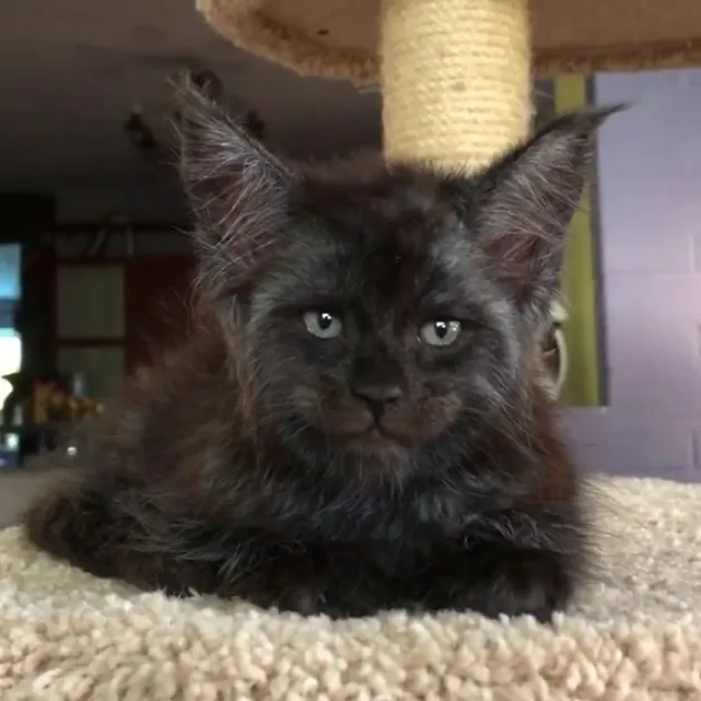 Kucing Seperti Manusia