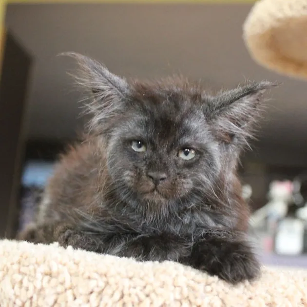 Kucing Seperti Manusia