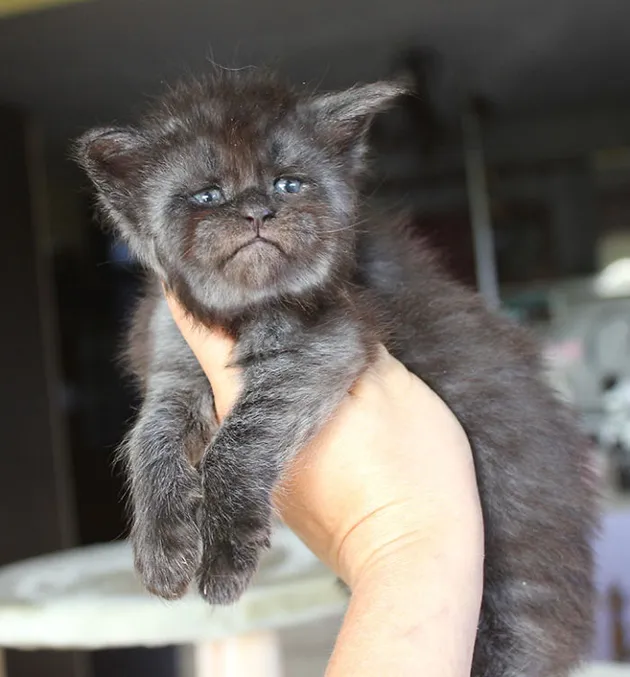 Kucing Seperti Manusia