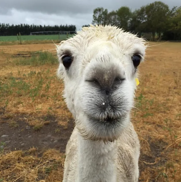 Chicco Jericho di New Zealand