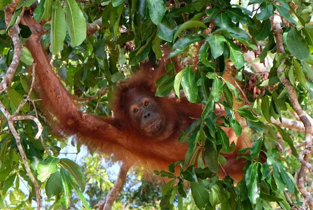 Liburan Dominique Diyose 