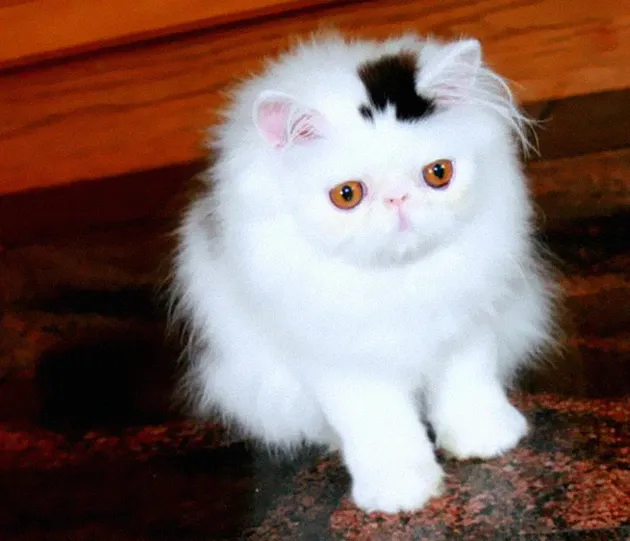 Corak Bulu Kucing Unik