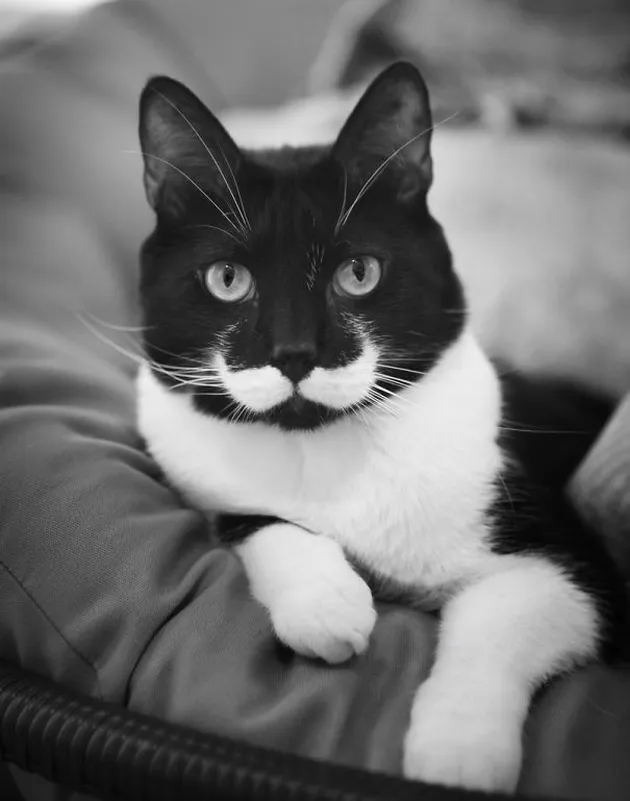 Corak Bulu Kucing Unik