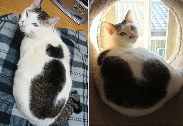 Corak Bulu Kucing Unik