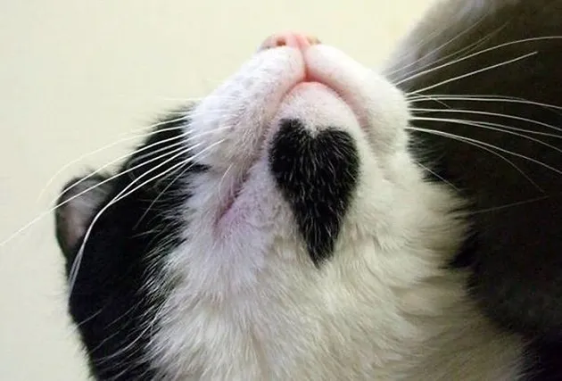 Corak Bulu Kucing Unik