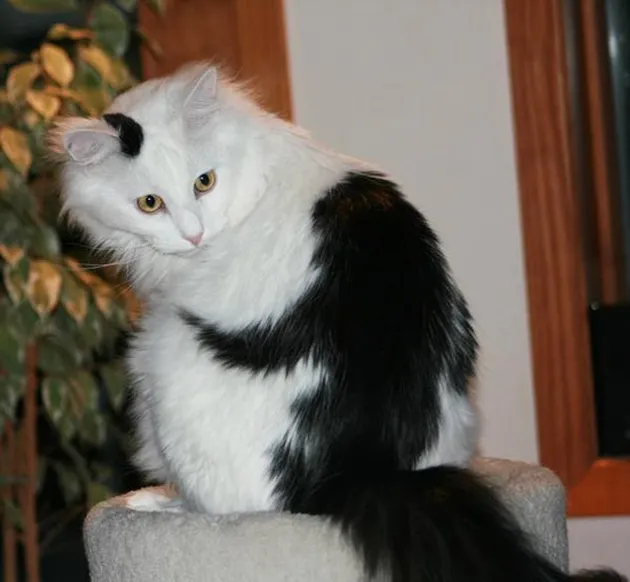 Corak Bulu Kucing Unik
